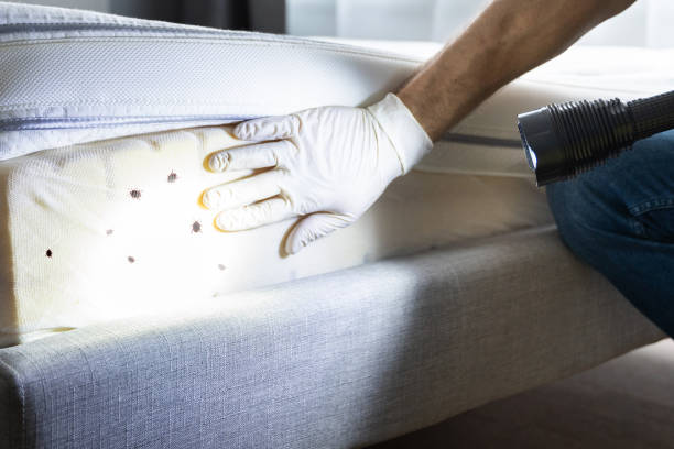 Best Best Pest Control Companies  in East Mountain, TX