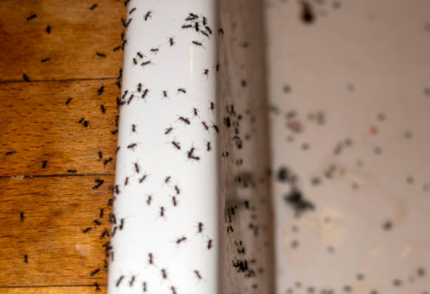 Reliable East Mountain, TX Pest Control Solutions
