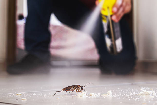Best Best Pest Control Companies  in East Mountain, TX